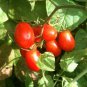 100 SEEDS GRAPE TOMATO (Sweet vine tomatoes exotic fruit vegetables plant seed)