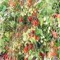 100 SEEDS GRAPE TOMATO (Sweet vine tomatoes exotic fruit vegetables plant seed)