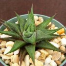 4" Pot HAWORTHIA Limifolia (Rare succulent plant cactus aloe outdoor indoor cacti)