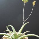 10 SEEDS RARE ALOE SINKATANA (Cactus hybrid exotic color succulent flowering seed)