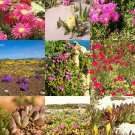 20 SEEDS AFRICA GROUNDCOVER PLANTS MIX (Rare mesembs succulents ice plant seed) 20 SEEDS AFRICA GROUNDCOVER PLANTS MIX (Rare mesembs succulents ice plant seed)