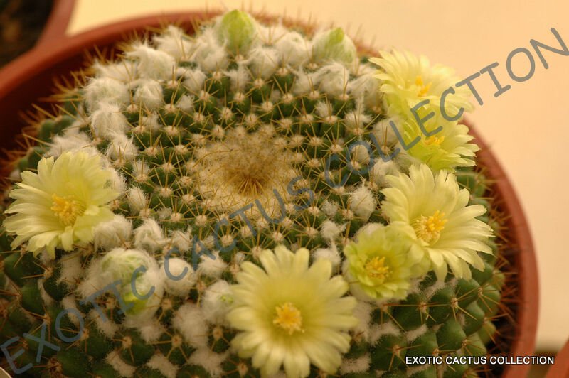 20 SEEDS MAMMILLARIA MARKSIANA (Exotic cacti rare cactus seed plant)