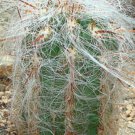 20 SEEDS Oreocereus Celsianus (Rare cacti cactus seed)