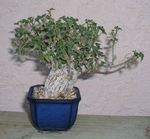 30 Seeds Corallocarpus Welwitschii (Extotic rare caudex bonsai vine cactus seed)