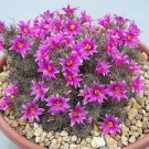 20 SEEDS Mammillaria Mazatlanensis Rare Cactus