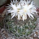50 SEEDS Discocactus Bahiensis (Night blooming perfume cacti fragance cactus seed)