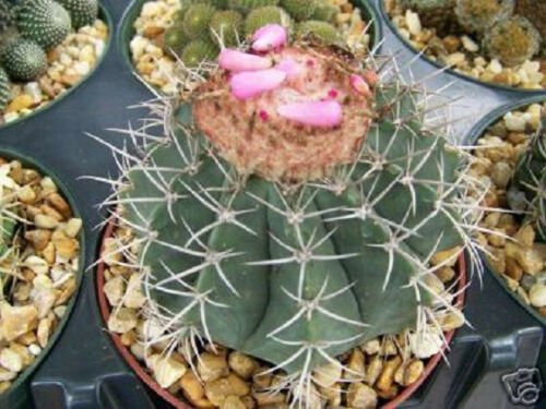 50 SEEDS Melocactus Concinnus (Exotic cacti succulent outdoors rare cactus seed)