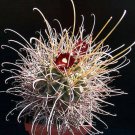 20 SEEDS Sclerocactus Wrightii (Rare cacti cactus seed) 20 SEEDS Sclerocactus Wrightii (Rare cacti cactus seed)