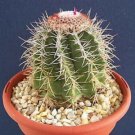 100 SEEDS Melocactus Azureus (Exotic succulent cacti rare outdoors cactus seed)