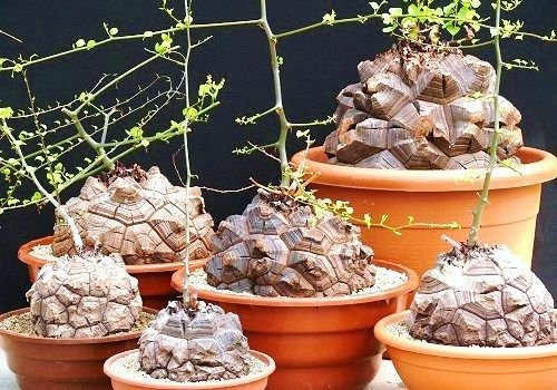 10 Seeds Dioscorea Elephantipes (Rare Testudinaria elephant foot yam Caudiciform)