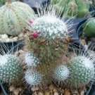 50 SEEDS Mammillaria Geminispina Nobilis (Exotic flower cacti rare cactus seed)