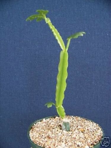 4" Pot Cissus Cactiformis (Exotic rare succulent plant vine)