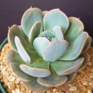 4" Pot Echeveria Derenbergensis (Exotic hens & chick rare succulent cactus plant)