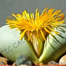 20 SEEDS RARE ARGYRODERMA CONGREGATUM (Mesemb exotic succulent cactus seed stones) 20 SEEDS RARE ARGYRODERMA CONGREGATUM (Mesemb exotic succulent cactus seed stones)