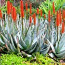 10 SEEDS RARE ALOE PETRICOLA (Exotic STONE succulent agave hardy plant yard seed) 10 SEEDS RARE ALOE PETRICOLA (Exotic STONE succulent agave hardy plant yard seed)