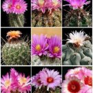 50 SEEDS THELOCACTUS VARIETY MIX (Exotic mixed cacti rare flowering cactus seed)