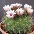 100 SEEDS Gymnocalycium Pflanzii (Rare exotic flower cactus seed flowering cacti)
