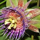 50 SEEDS Sweet Calebash Passiflora Maliformis Passion Flower Edible Fruit
