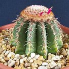 50 SEEDS Melocactus conoideus (Exotic cacti rare succulent cactus seed plant)