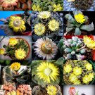 20 SEEDS FLOWERING TITANOPSIS MIX (Succulent cactus mixed living stones seed)