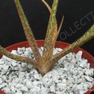 50 SEEDS RARE ALOE BELLATULA (Madagascar exotic color miniature succulent seed) 50 SEEDS RARE ALOE BELLATULA (Madagascar exotic color miniature succulent seed)