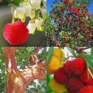 30 SEEDS ARBUTUS UNEDO (Exotic fruit strawberry tree rare flowering madroño seed)