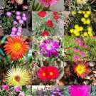 15 SEEDS CEPHALOPHYLLUM MIX (Rare succulent cactus mixed living stones rocks seed) 15 SEEDS CEPHALOPHYLLUM MIX (Rare succulent cactus mixed living stones rocks seed)