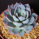 4" Pot Echeveriacultivar Subsessillis (Rare blue color succulent cactus plant) 4" Pot Echeveriacultivar Subsessillis (Rare blue color succulent cactus plant)