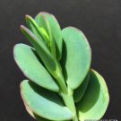 2" Pot KALANCHOE MARNIERIANA Marnier's (Rare exotic succulent cactus garden plant)
