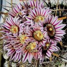 10 SEEDS RARE STENOCACTUS ERECTOCENTRUS (Echinofosulocactus cactus exotic cacti)