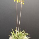 50 SEEDS ALOE BAKERI Cactus Hybrid (Exotic color succulent rare flowering seed) 50 SEEDS ALOE BAKERI Cactus Hybrid (Exotic color succulent rare flowering seed)