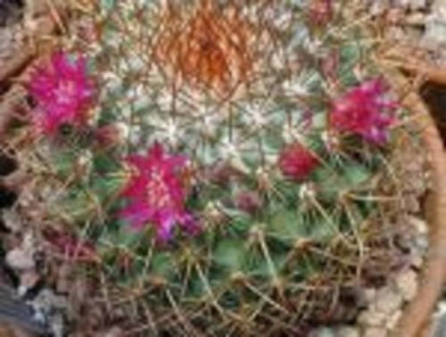 20 SEEDS Mammillaria Rodantha (Cacti rare cactus seed)