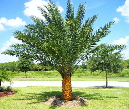 25 Seeds Phoenix Sylvestris (Silver Date Palm exotic rare palms semi plant seed)