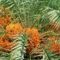 25 Seeds Phoenix Sylvestris (Silver Date Palm exotic rare palms semi plant seed)