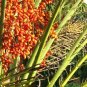 25 Seeds Phoenix Sylvestris (Silver Date Palm exotic rare palms semi plant seed)