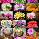 30 SEEDS FLOWERING MAMMILLARIA MIX (Exotic cacti rare cactus plant seed)