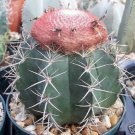 20 SEEDS Melocactus Bahiensis (Cacti rare cactus seed)