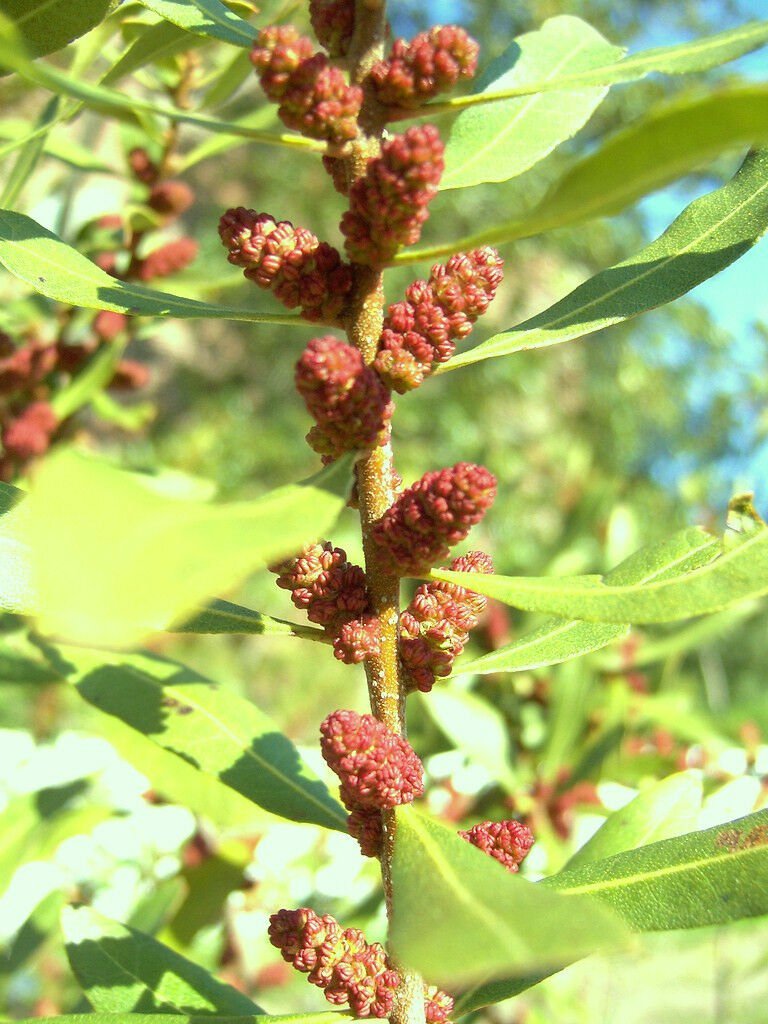 100 SEEDS MYRICA CERIFERA (Waxmyrtle native bayberry wild tree bonsai