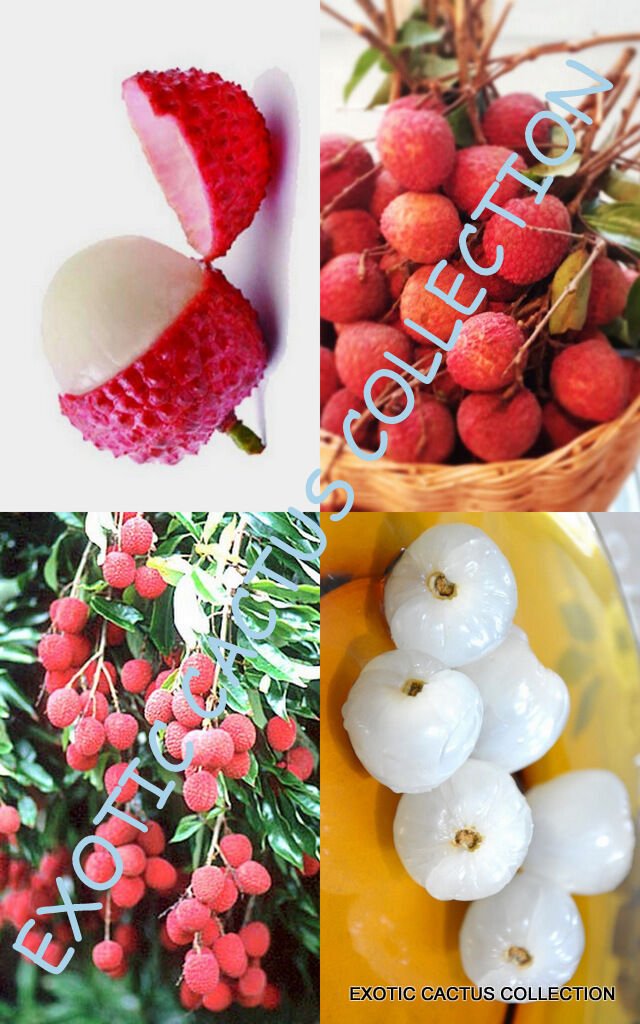 5 SEEDS Lychee Fruit Sweet Litchi Chinensis Tropical Exotic EDIBLE Fruits