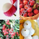 5 SEEDS Lychee Fruit Sweet Litchi Chinensis Tropical Exotic EDIBLE Fruits