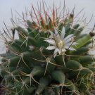 20 SEEDS MAMMILLARIA CAMPTOTRICHA Decipiens (Exotic cacti rare cactus seed plant) 20 SEEDS MAMMILLARIA CAMPTOTRICHA Decipiens (Exotic cacti rare cactus seed plant)