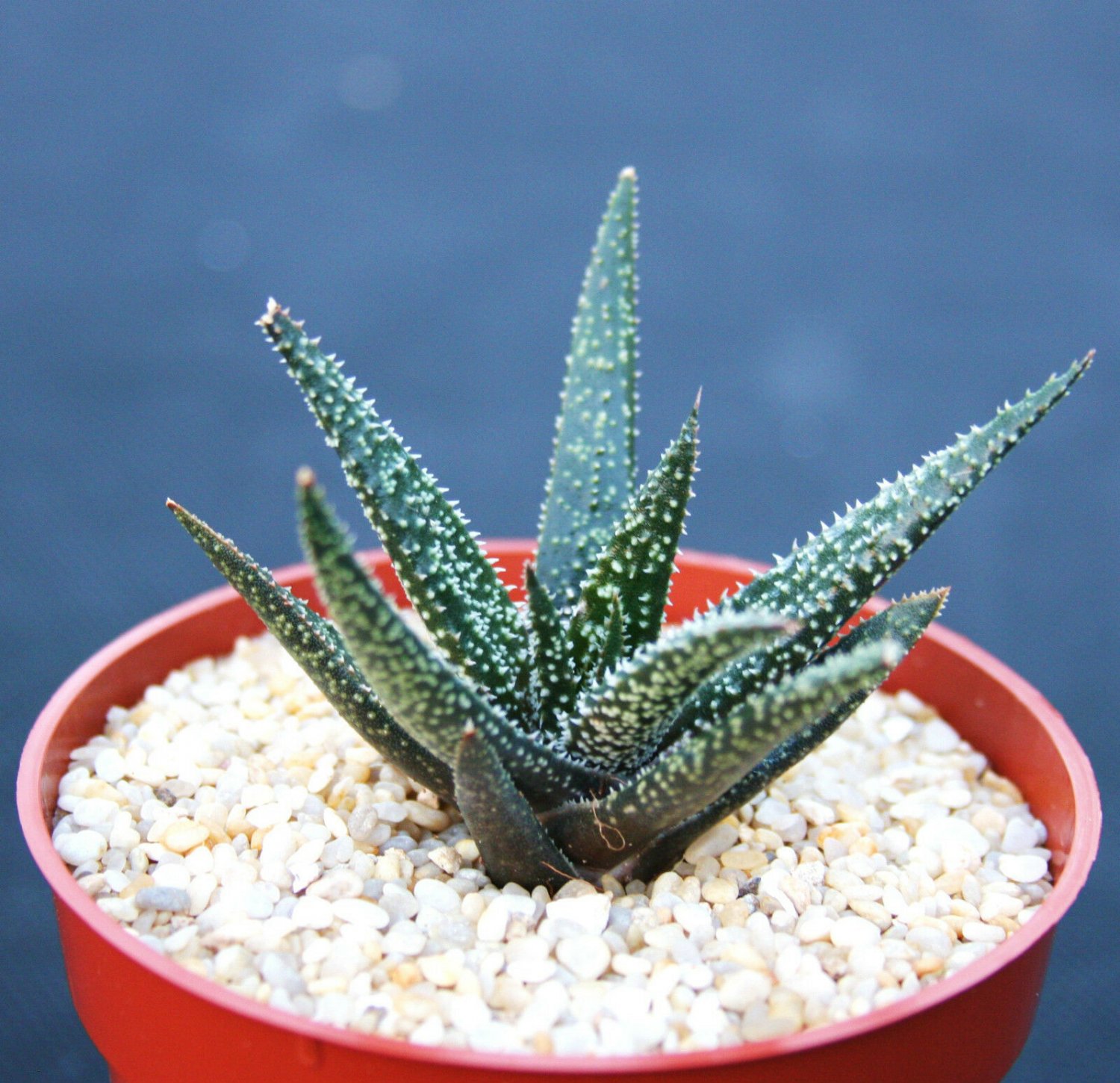 4" Pot ALOE Twilight Zone (Exotic rare succulent hybrid bonsai gasteraloe plant)