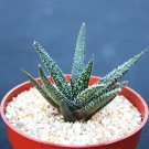 4" Pot ALOE Twilight Zone (Exotic rare succulent hybrid bonsai gasteraloe plant) 4" Pot ALOE Twilight Zone (Exotic rare succulent hybrid bonsai gasteraloe plant)