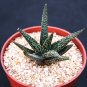 4" Pot ALOE Twilight Zone (Exotic rare succulent hybrid bonsai gasteraloe plant)