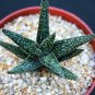 4" Pot ALOE Twilight Zone (Exotic rare succulent hybrid bonsai gasteraloe plant)