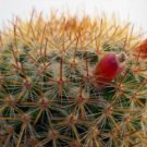20 SEEDS Mammillaria Yucatensis (Cacti rare cactus seed)
