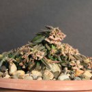 10 Seeds Euphorbia Cylindrifolia Tuberifera (Exotic madagascarrare bonsai seed)