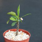 4" Pot Euphorbia Milii Tenuispina (Cacti rare succulent plant)