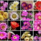 100 SEEDS Echinocereus Variety Mix (Exotic flowering cacti color rare cactus seed) 100 SEEDS Echinocereus Variety Mix (Exotic flowering cacti color rare cactus seed)