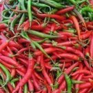 50 SEEDS Cayanne Pepper Hot Finger Chilli Mild Aji 50 SEEDS Cayanne Pepper Hot Finger Chilli Mild Aji
